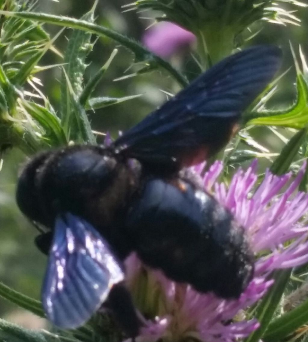 Che cos''?  Apidae: Xilocopa cfr. violacea